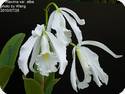 Cattleya maxima alba